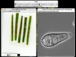 ImageJ - Free USB Microscope Software